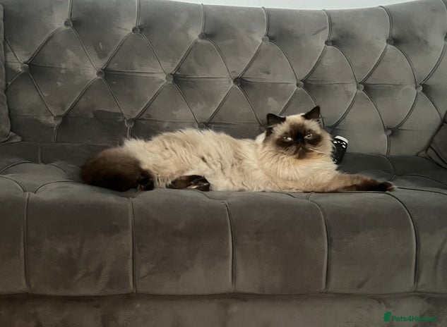 Persian cats PKD negative Himalayan Persian cat for stud only - Advert 6