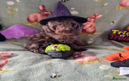 Cockapoo dogs for sale: PRA clear F1b Cockapoo puppies  - Image 34