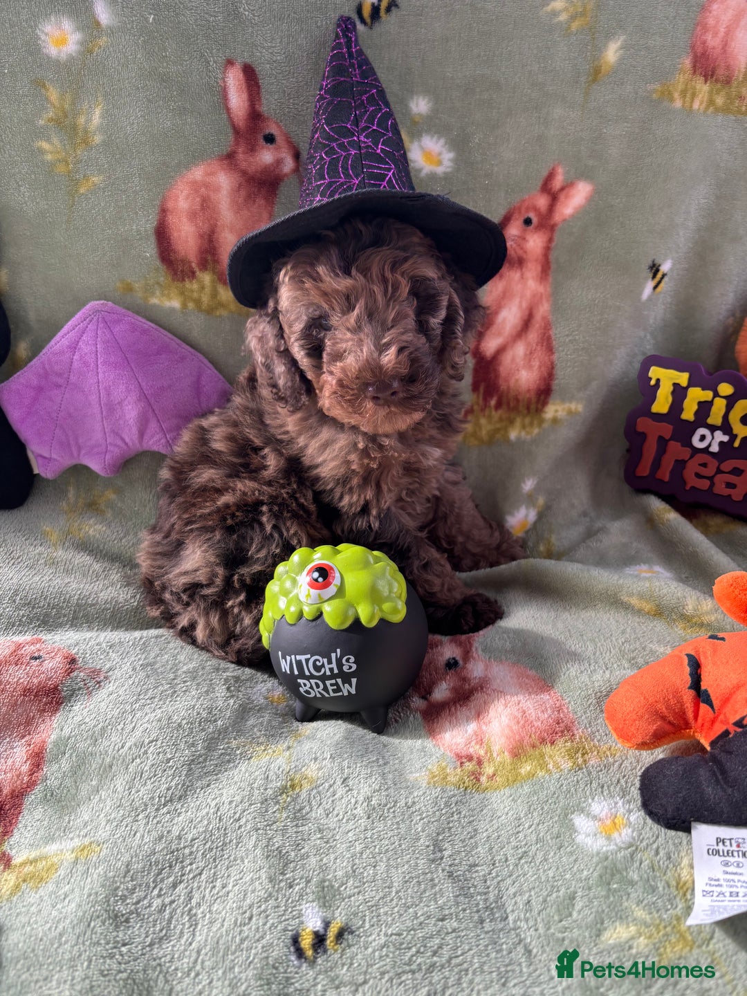 Cockapoo dogs for sale: PRA clear F1b Cockapoo puppies  - Image 34