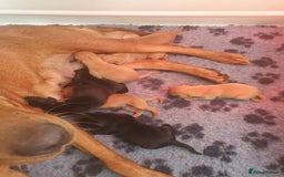 Labrador Retriever dogs for sale: KC Registered Health Tested Red & Black Labs - Image 10