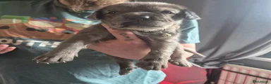 Cane Corso Puppy 7