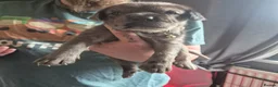 Cane Corso dogs for sale: Cane corso cross tibetan mastiff puppies - Advert 15