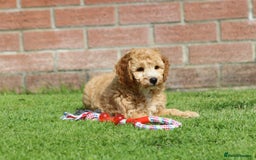 Cockapoo dogs for sale: Beautiful F1 Cockapoo puppies for sale - Image 17