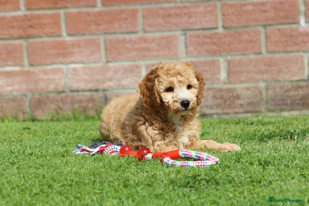 Cockapoo dogs for sale: Beautiful F1 Cockapoo puppies for sale - Image 17