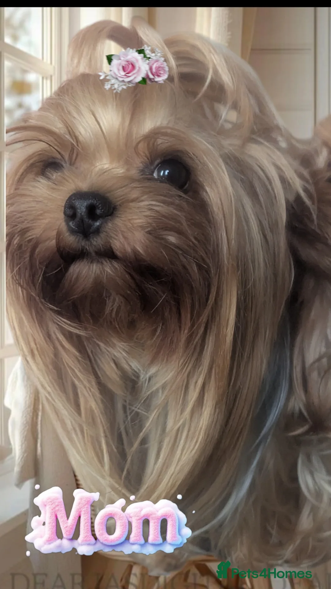 Yorkshire Terrier dogs for sale: 👉Yorkshire Terrier Pups–KC Lines, Health Checked - Advert 2