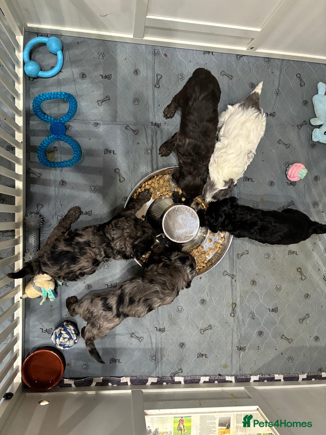 Cockapoo dogs for sale: Unique Rare Merle F1B Cockapoo Puppies - Image 21