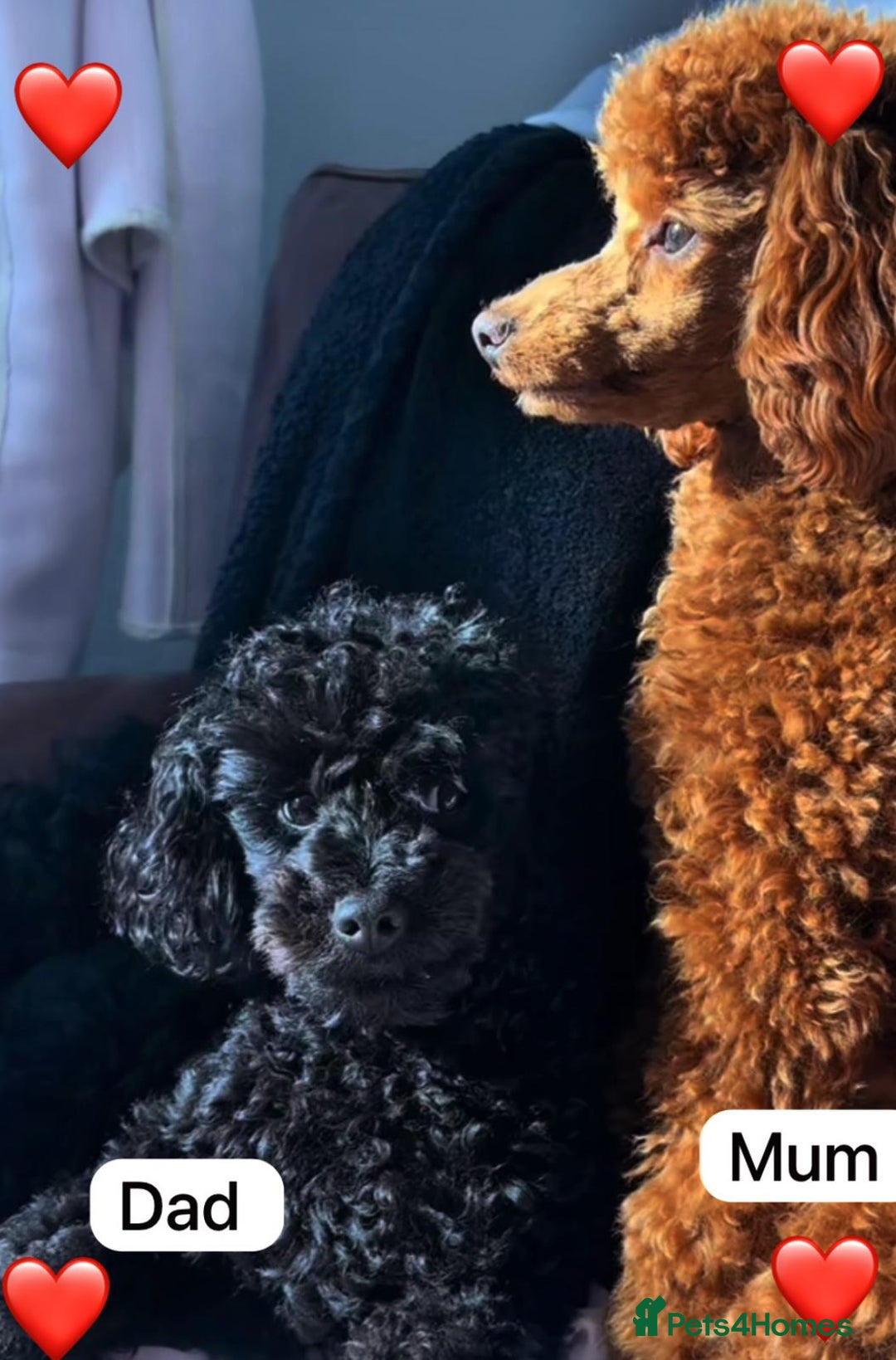 Cockapoo dogs for sale: Adorable Cockapoo Puppies  - Image 7