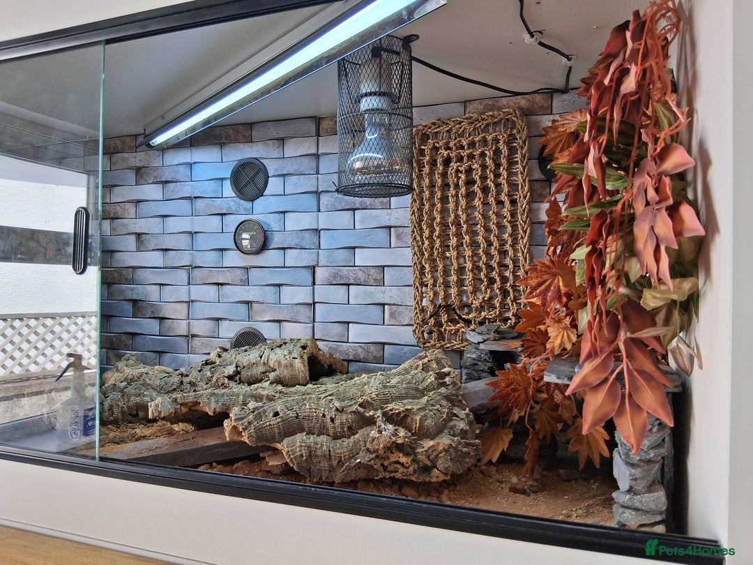 Bearded Dragon reptiles for sale: Bearded dragon plus vivarium  - Image 12