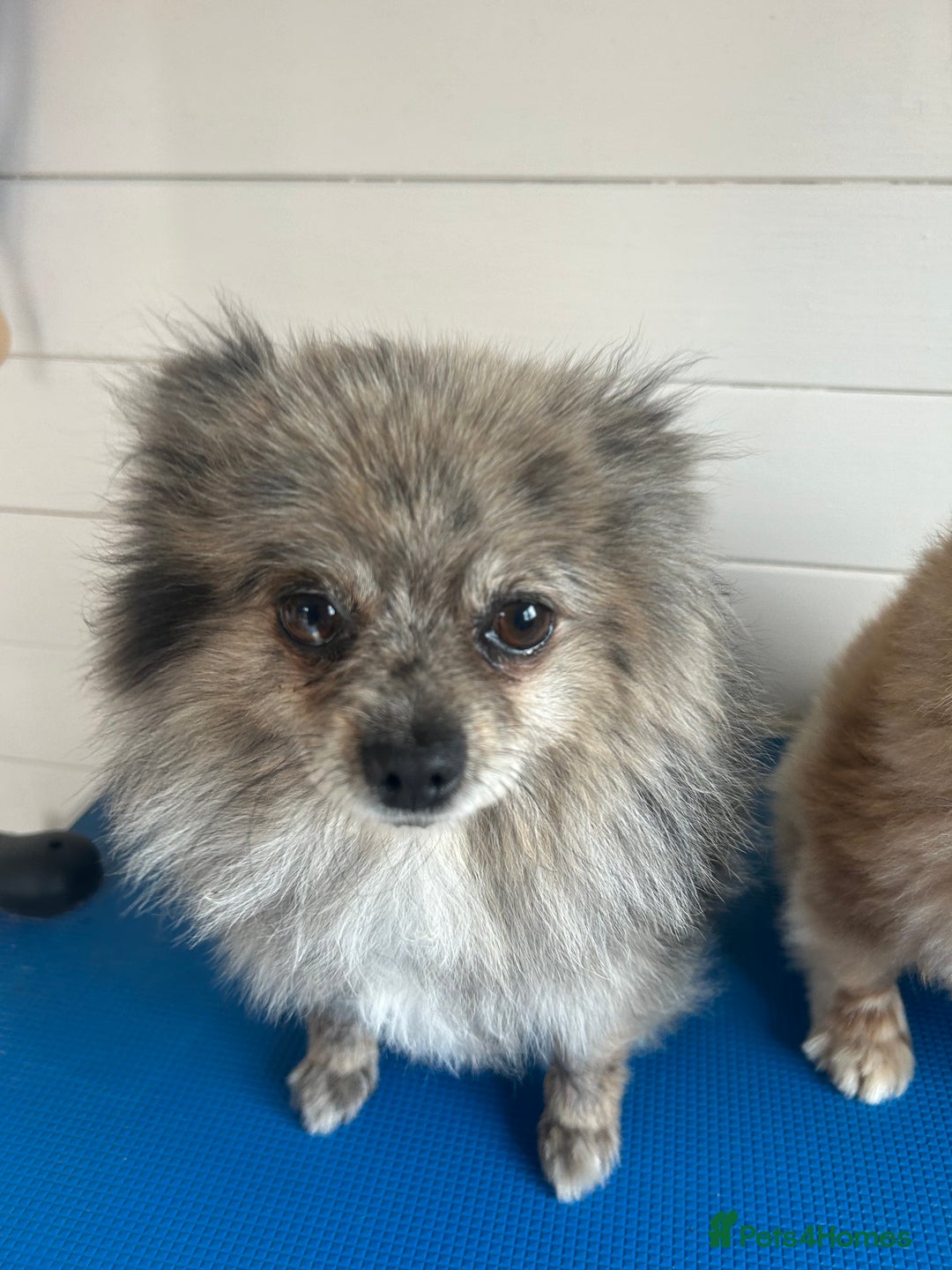 Pomeranian dogs for sale: 2 x pomeranians - Image 13