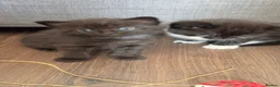 Mixed Breed cats for sale: 4 beautiful kittens - Advert 10