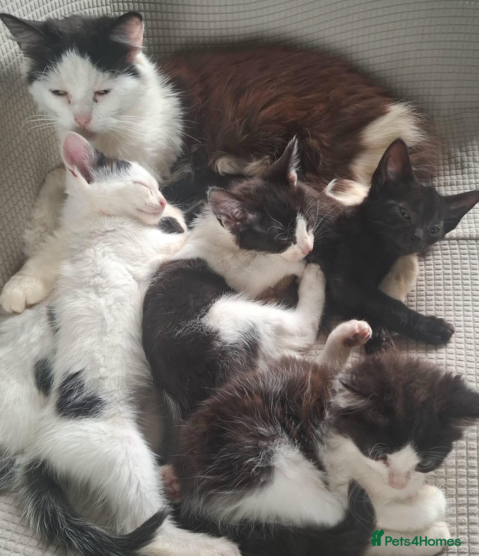 British Longhair cats Beautiful Adorable 6 Black & White Kittens - Advert 1