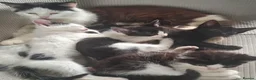 British Longhair cats for sale: Beautiful Adorable 6 Black & White Kittens - Advert 1