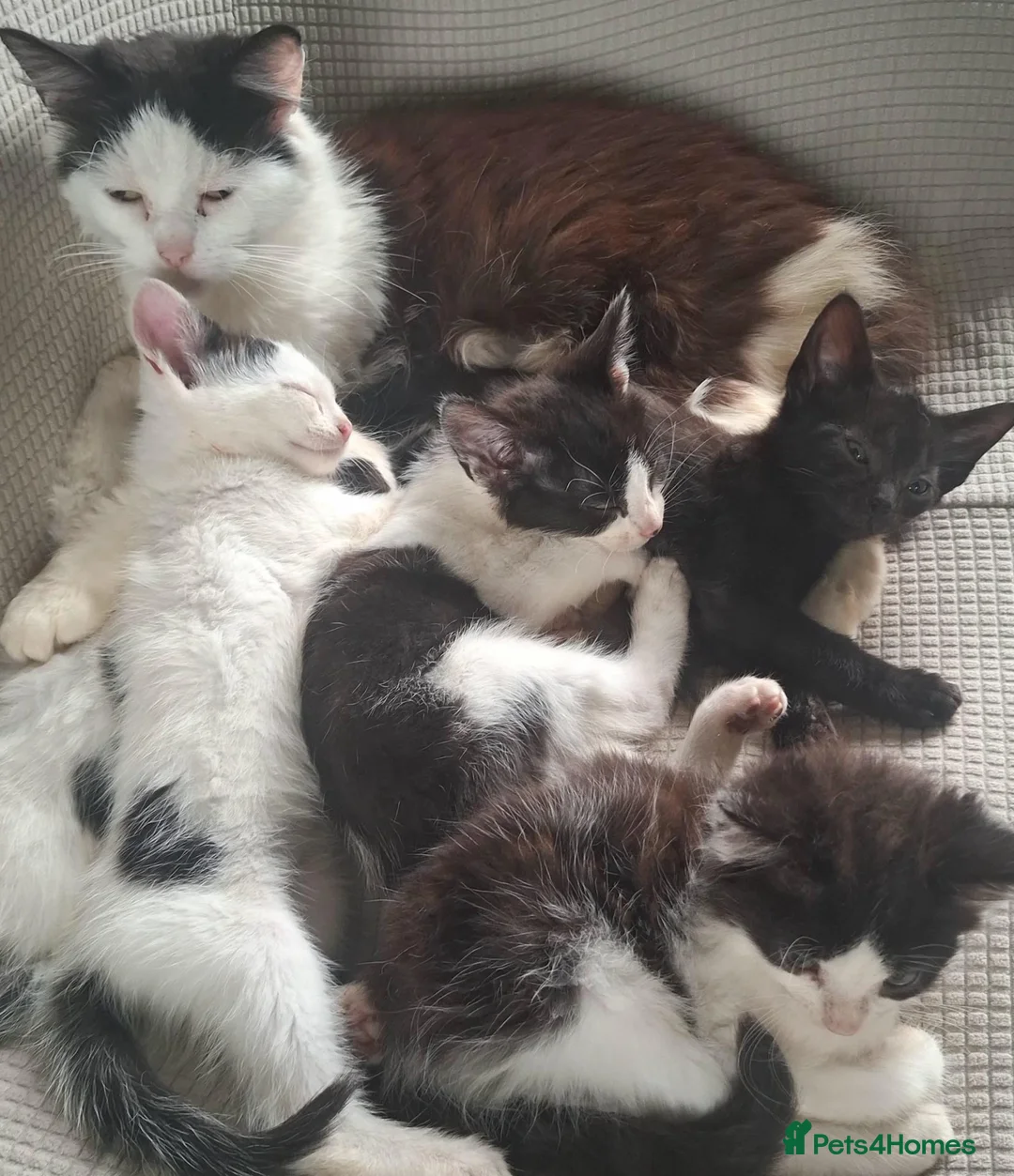 British Longhair cats for sale: Beautiful Adorable 6 Black & White Kittens - Advert 1