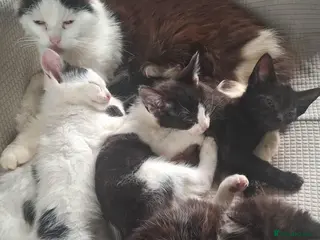 British Longhair cats Beautiful Adorable 6 Black & White Kittens - Advert 1