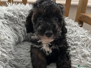 Toy Poodle dogs - Advert 22