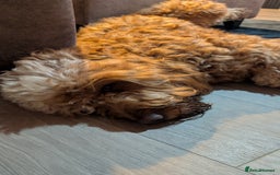 Mini Goldendoodle dogs for stud: Our Fluffy Prince 👑 - Image 5