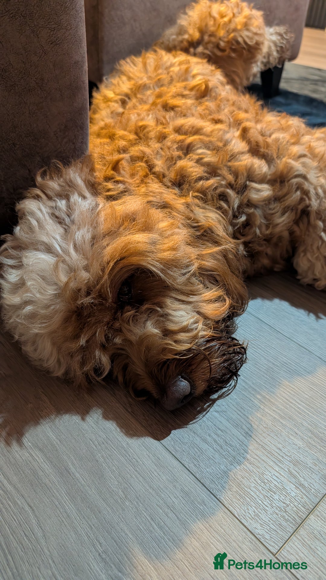 Mini Goldendoodle dogs for stud: Our Fluffy Prince 👑 - Image 5