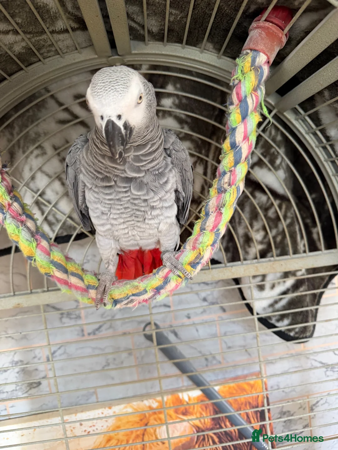 Parrots birds for sale: African grey  in Ryton - Advert 2
