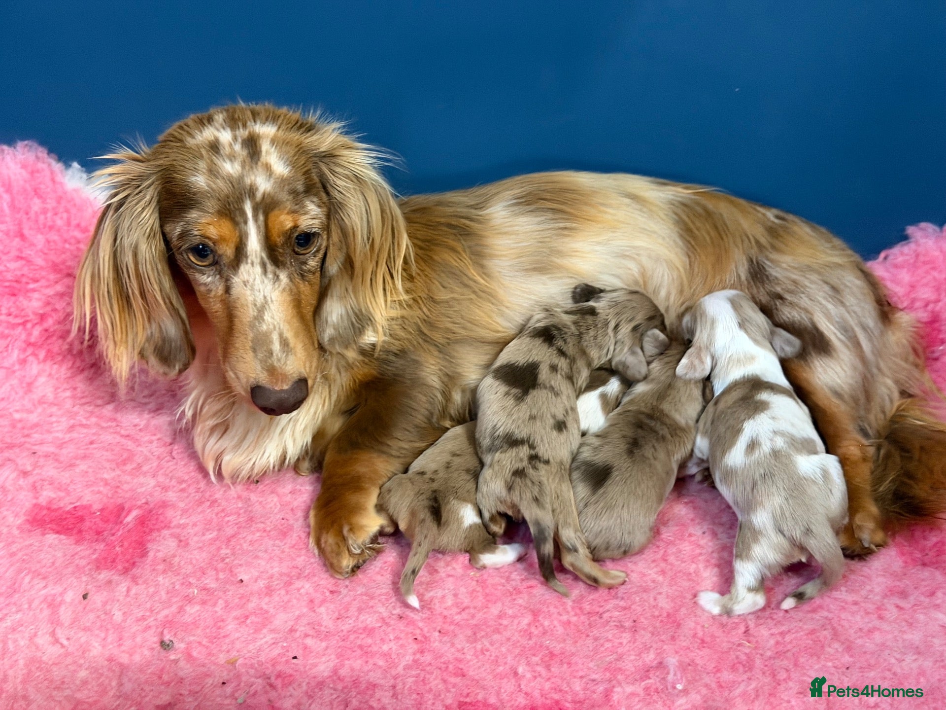 Miniature Dachshund dogs 2 beautiful dapple girls  - Advert 2