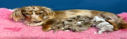 Miniature Dachshund dogs for sale: 2 beautiful dapple girls  - Advert 1