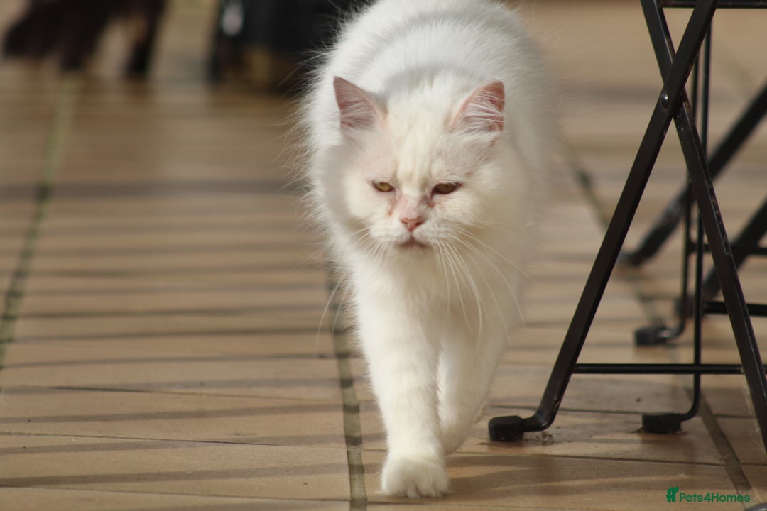 Persian cats for adoption: Agi, Persian and Carla, Persian cross, both aged 6 - Image 7