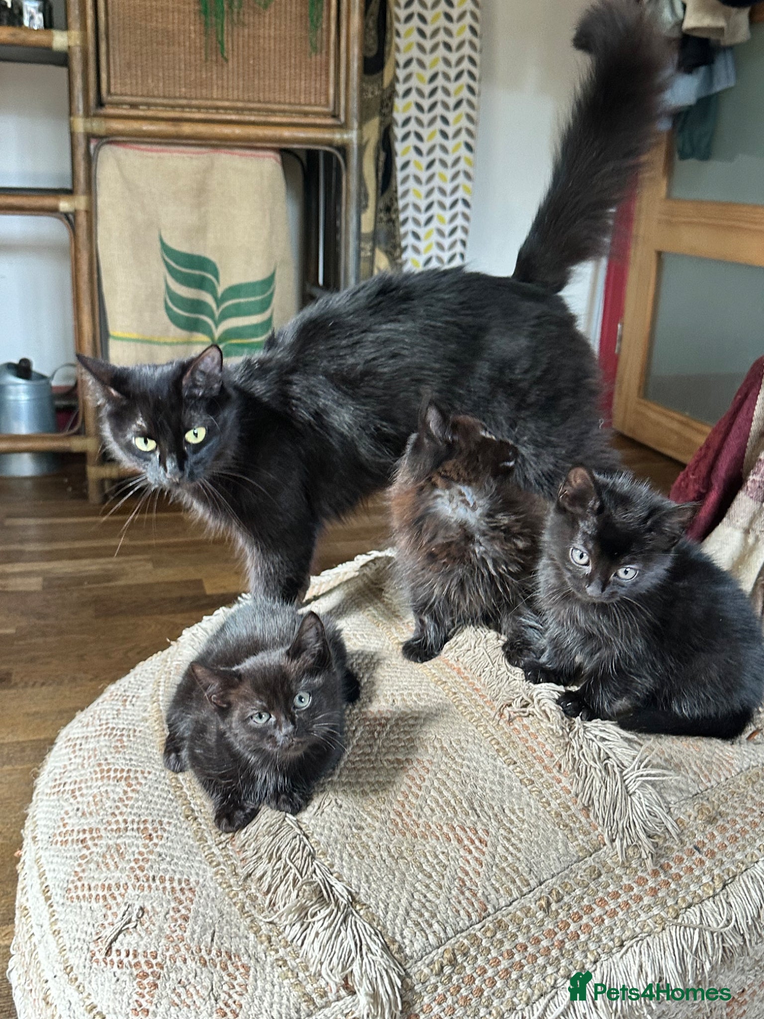 Mixed Breed cats Kittens Ready For A New Home.  - Advert 6