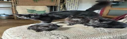 Mixed Breed cats for sale: Kittens Ready For A New Home.  - Advert 1