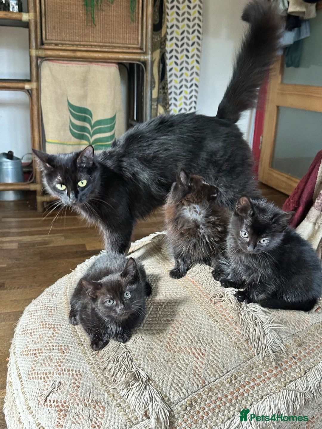 Mixed Breed cats for sale: Kittens Ready For A New Home.  - Advert 1