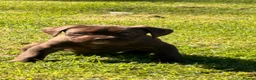 Cane Corso dogs for sale: 5 Towns Corsos Spring litter  - Advert 6