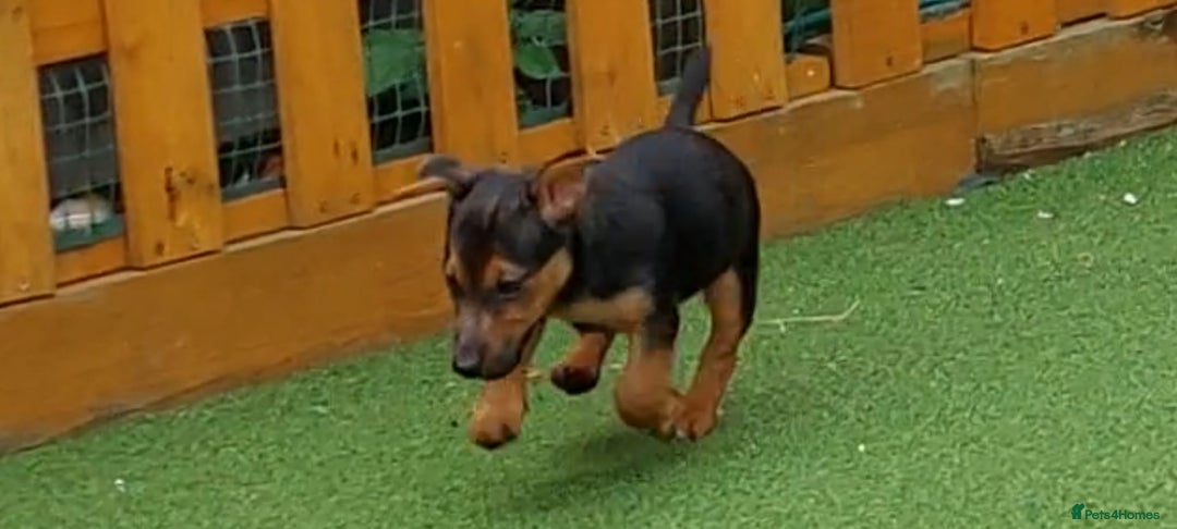 Jack Russell dogs for sale: Jack Russell's Miniature pup Ready to leave Now in Dagenham - Image 22