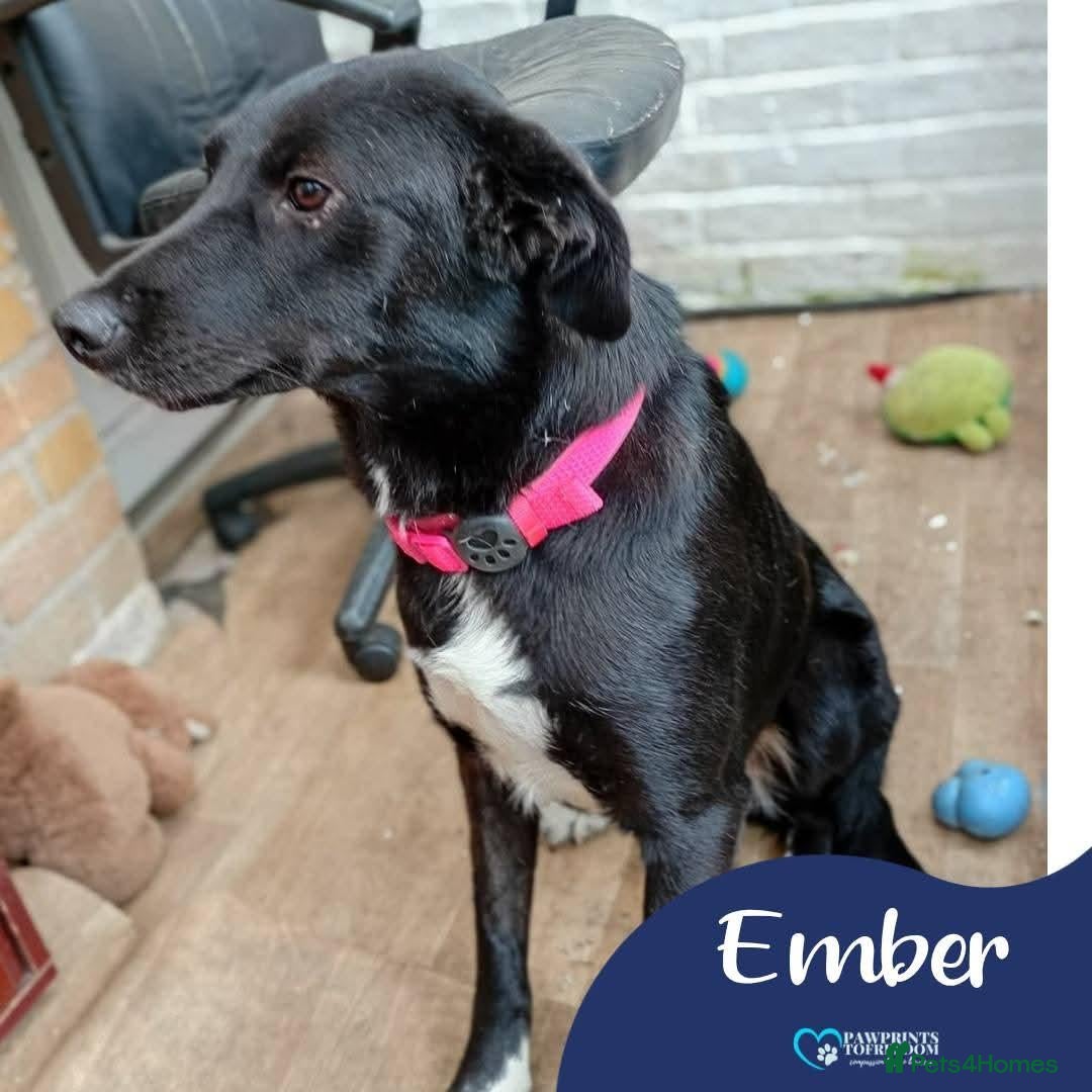 Mixed Breed dogs Meet Ember, currently residing in Sheffield  - Advert 1
