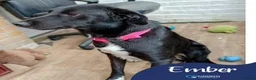 Mixed Breed dogs for adoption: Meet Ember, currently residing in Sheffield  in Sheffield - Advert 1