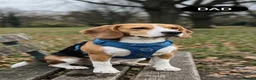 Beagle dogs for sale: Beautiful Beagle Boys  - Advert 9