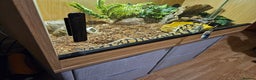 Python Snake reptiles for sale: Ball Python and set up - Advert 2