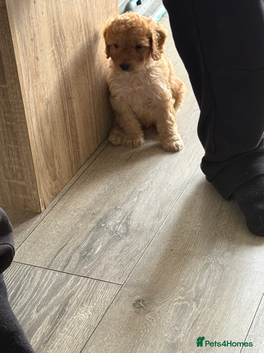 Cockapoo dogs for sale: Cockapoo Puppies For Sale  - Advert 6