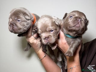 French Bulldog dogs French bulldog - Advert 3