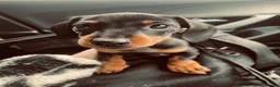 Dachshund dogs for sale: 6 Month Old Dachshund Puppy  - Advert 7