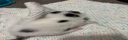 Domestic Shorthair cats for sale: 3 kittens for sale, 3 weeks old sex not confirmed  - Advert 2