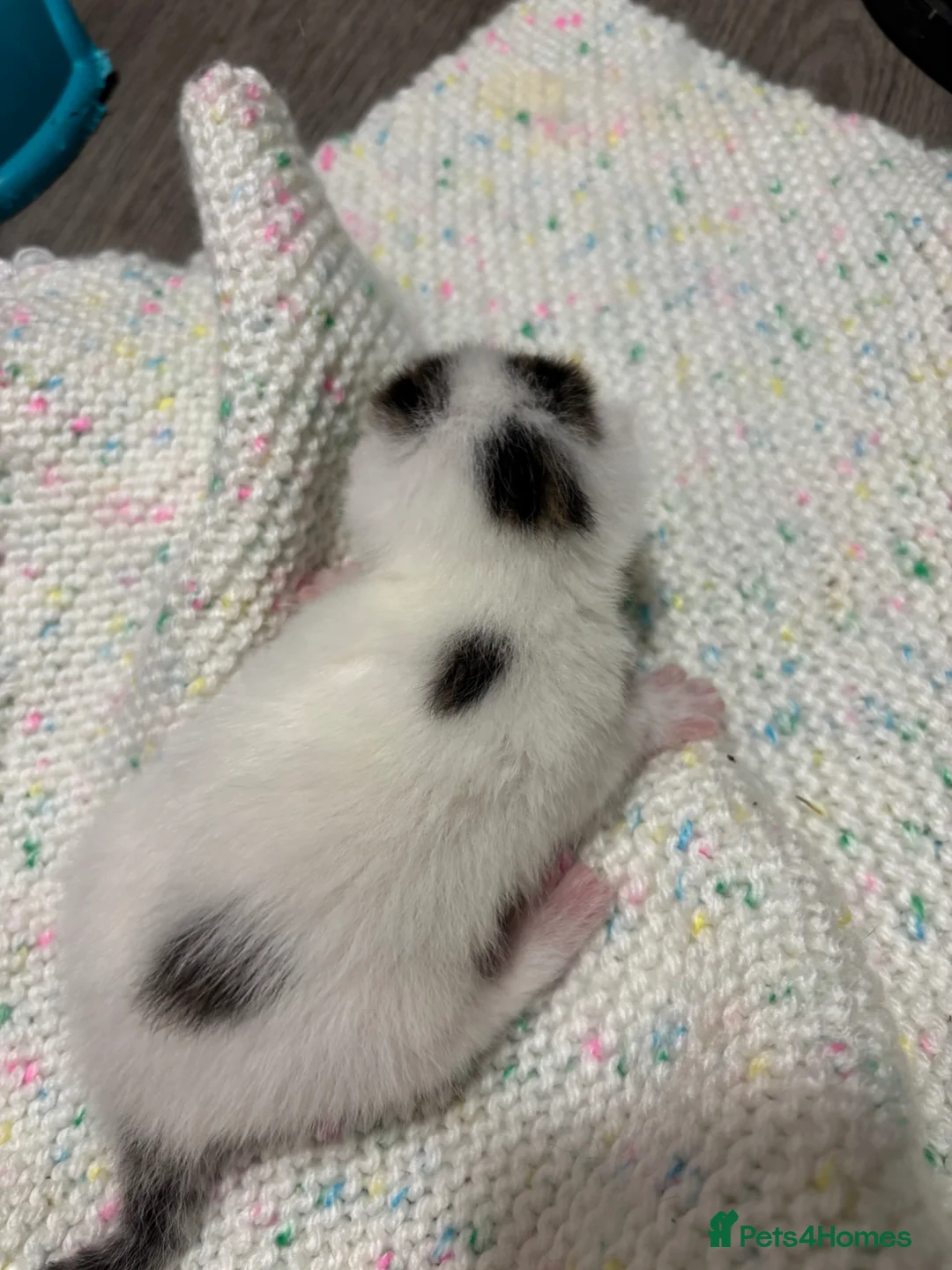 Domestic Shorthair cats for sale: 3 kittens for sale, 3 weeks old sex not confirmed  - Advert 2