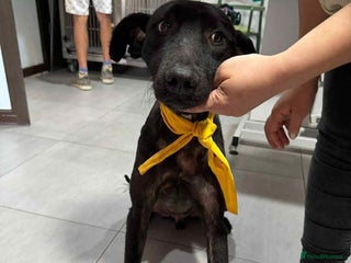 Mixed Breed dogs Dashing Daniel - Advert 2