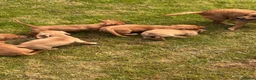 Jackshund dogs for sale: Dachshund X Jack Russell Puppies JACKSHUNDS  in Glasgow - Advert 15