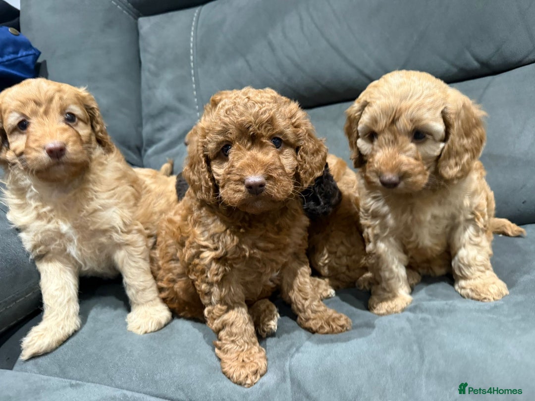 Cockapoo dogs for sale: All female fluffy Cockapoo puppies - Advert 17