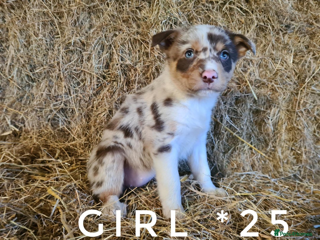 Border Collie dogs for sale: Stunning red merle and red border collie pups - Image 4