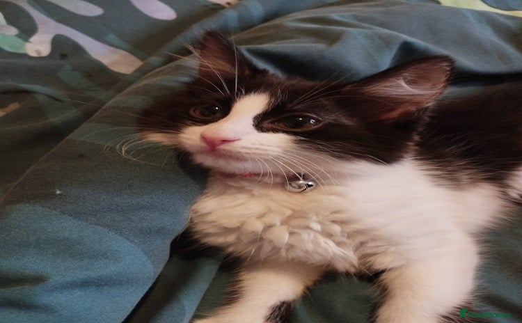 Mixed Breed cats for sale - Advert 2