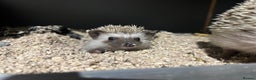 Pygmy Hedgehog rodents for sale: Pygmy Hedgehogs  - Advert 5