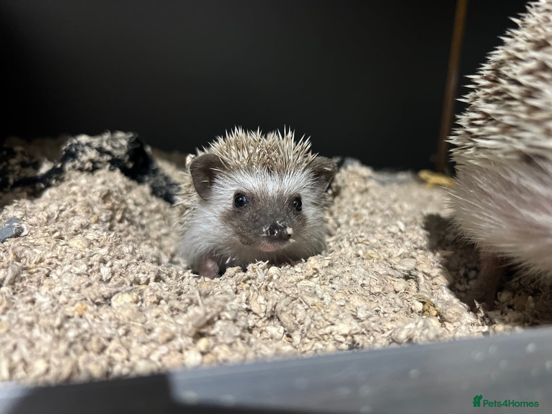 Pygmy Hedgehog rodents for sale: Pygmy Hedgehogs  - Advert 5