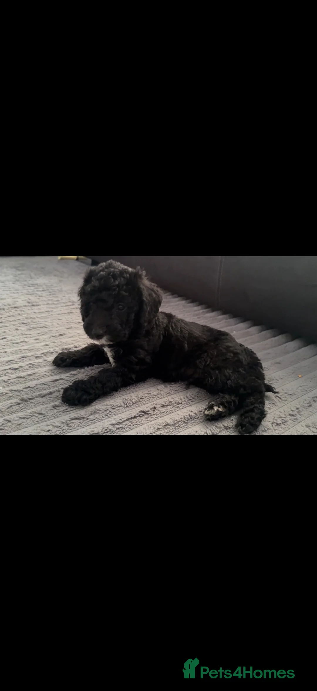 Cockapoo dogs for sale: READY NOW 2 lovely boys  - Advert 2