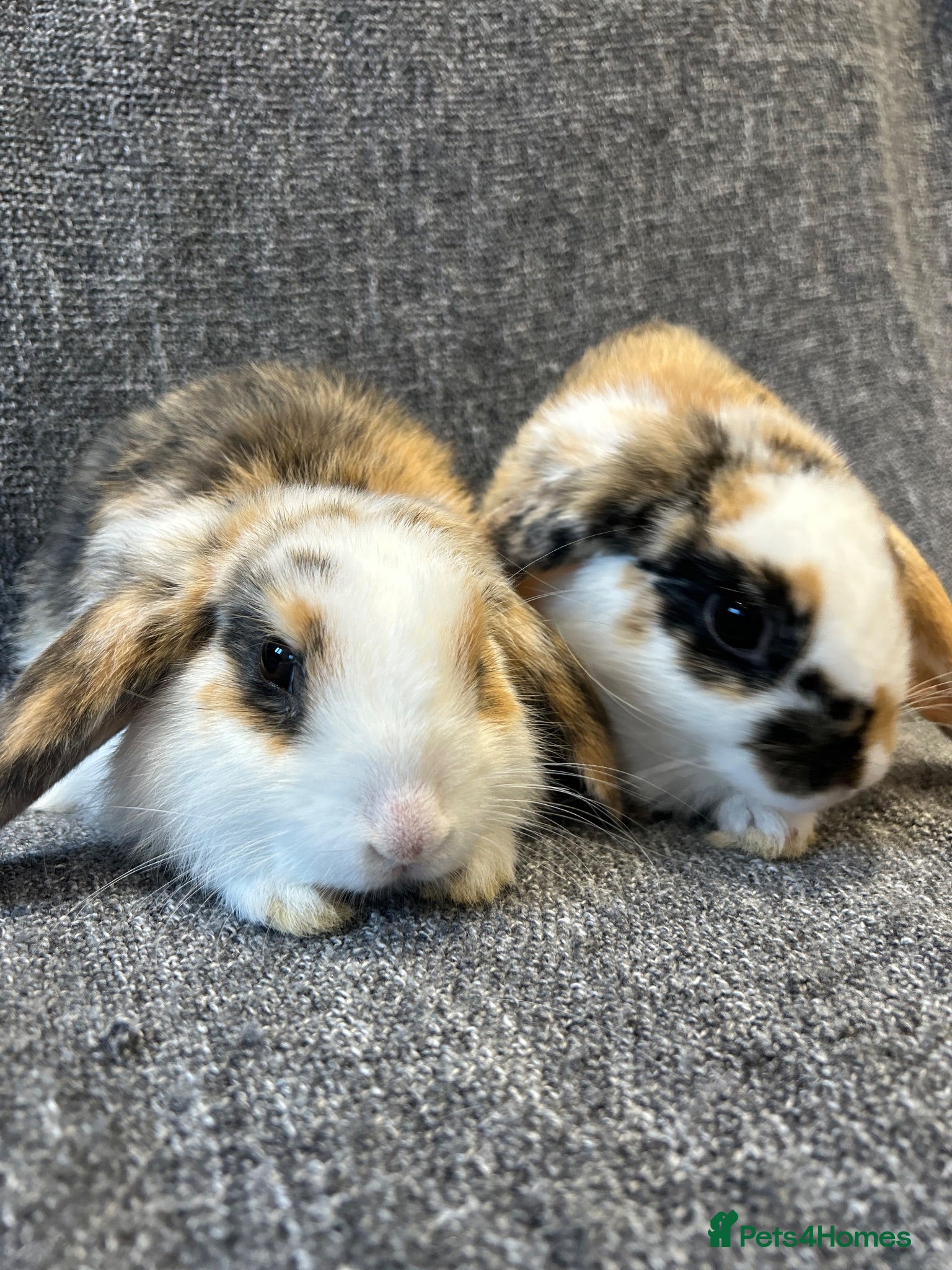 Mini Lop rabbits 🐰 3 Gorgeous mini lops available🐰 - Advert 1