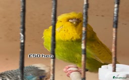 Budgerigars birds for sale: Exhibition budgie flock  - Image 3