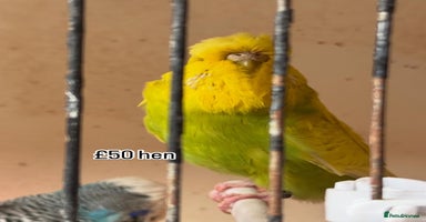Budgerigars birds - Advert 16